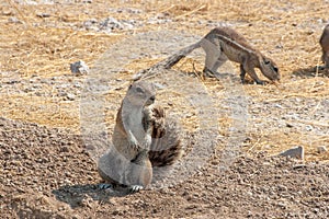 African Cape ground squirrel, Xerus inauris, in Etosha National Park, Namibia