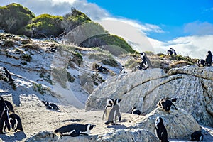 Capa o estúpido pingüino colonia sobre el cantos rodados Playa en capa 