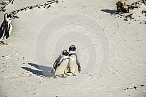 Mys alebo blbec tučniak kolónie na balvany pláž v mys 