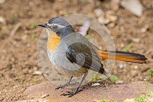 African Cape Robin Chat photo