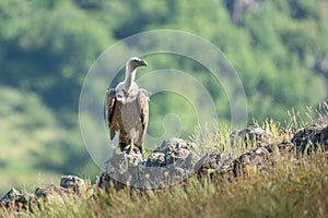 African Cape vulture Gyps coprotheres