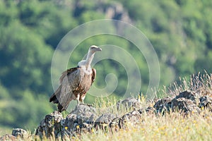 African Cape vulture Gyps coprotheres