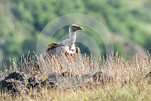 African Cape vulture Gyps coprotheres