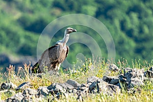 African Cape vulture Gyps coprotheres
