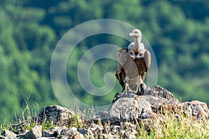 African Cape vulture Gyps coprotheres