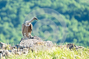 African Cape vulture Gyps coprotheres