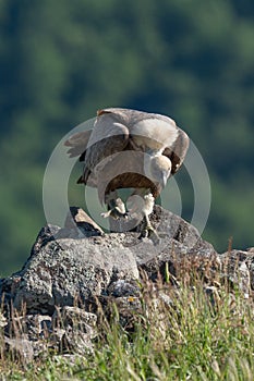 African Cape vulture Gyps coprotheres