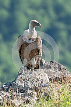 African Cape vulture Gyps coprotheres