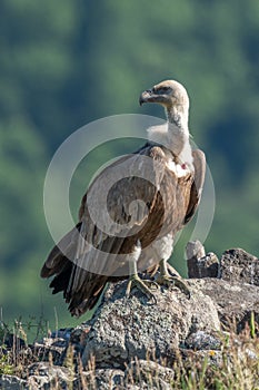 African Cape vulture Gyps coprotheres