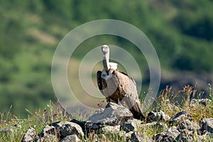 African Cape vulture Gyps coprotheres