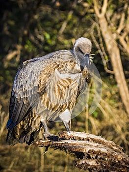 African Cape vulture, Gyps coprotheres, in Kruger national park