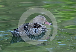 African caped teal photo