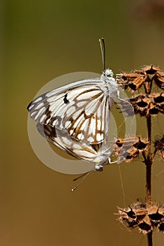 African Caper White, Belenois aurota