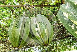 African carambola melon