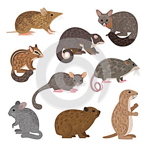 African carnivores animals. Leadbeater possum chinchilla chipmunk prairie dog mountain pygmy possum brush-tail possum