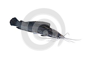 African catfish isolated on white background