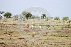 African Cattle Herder - Tanzania