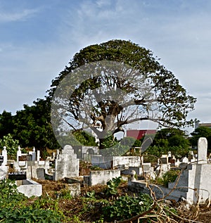 African cemetary with big tree