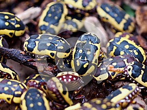 African Chafer Beetles Or Pachnoda Species