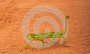 An african Chameleon