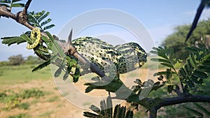 African chameleon on a branche photo