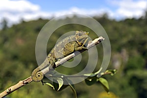 African Chameleon