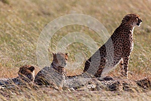 African cheetah family on watch on a knoll