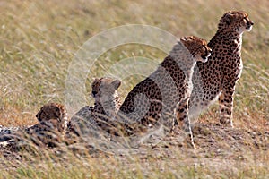 African cheetah family on watch on a knoll