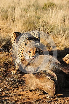 African cheetah feasting on a warthog
