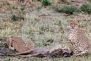 African Cheetah feasting on a warthog on the Savannah grass at the Masai Mara National Reserve