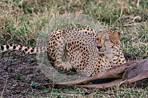 African Cheetah feasting on a warthog on the Savannah grass at the Masai Mara National Reserve