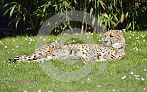 African Cheetah lying on grass