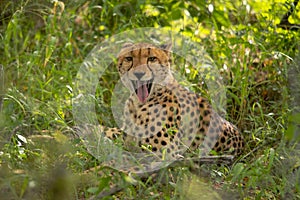 African cheetah, Masai Mara National Park, Kenya, Africa. Cat in nature habitat. Greeting of cats Acinonyx jubatus