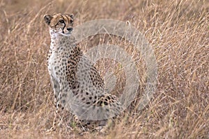 African cheetah photographed at Masai Mara National Reserve