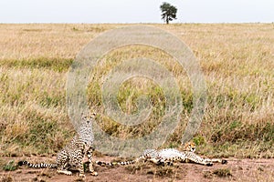 African cheetah resting after food in the golden grass in Serengeti national park. Tanzania.