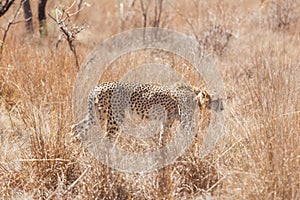 African Cheetah stalking prey in long grass