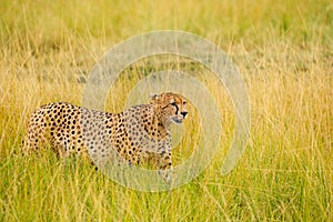 African cheetah walking in the long grass, Kenya