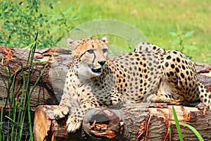 African Cheetahs Acinonyx jubatus sitting on tree photo