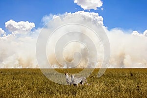 African cheetahs in the background of the sky and clouds. Smoke