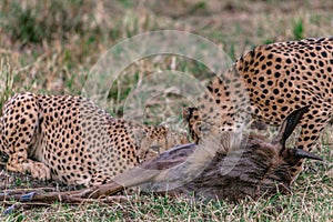 African Cheetahs feasting on a warthog on the Savannah grass at the Masai Mara