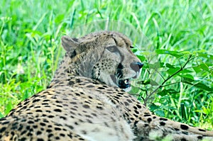 African cheetahs on the lawn