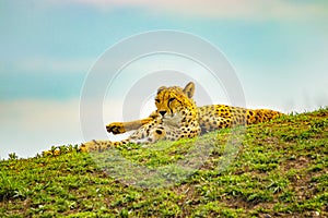 African cheetahs is lying on the green grass. The background is blue sky. It is close up photo. It is natural background with