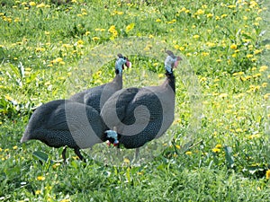 African chickens in a meadow