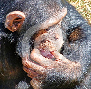 African chimp.