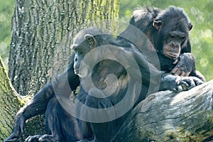 African Chimpanzee family, Pan troglodytes, resting on a large tree trunk