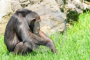 African Chimpanzee