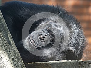African Chimpanzee, Pan troglodytes, resting, resting his head on his hand