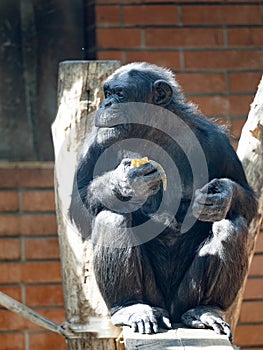 African Chimpanzee, Pan troglodytes, sits on a trunk and eats fruit