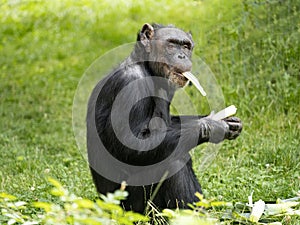 The African Chimpanzee, Pan Troglodytes, with taste, eats peeled pulpy stem