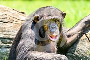 African Chimpanzee Portrait